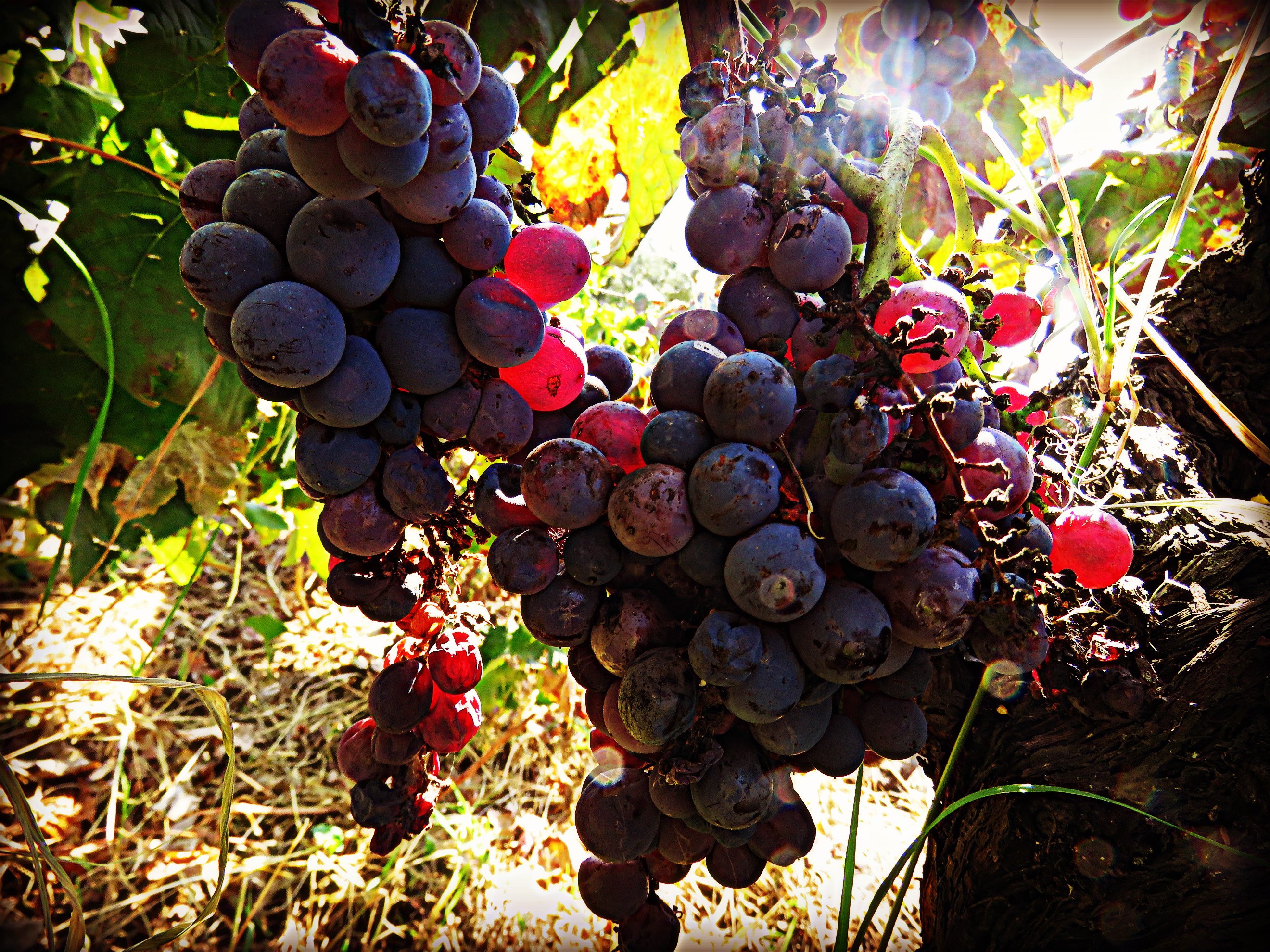 Experience Tourism: Harvesting Grapes in Sicily