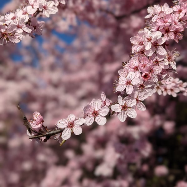 Cerezos en flor en Japón y Corea