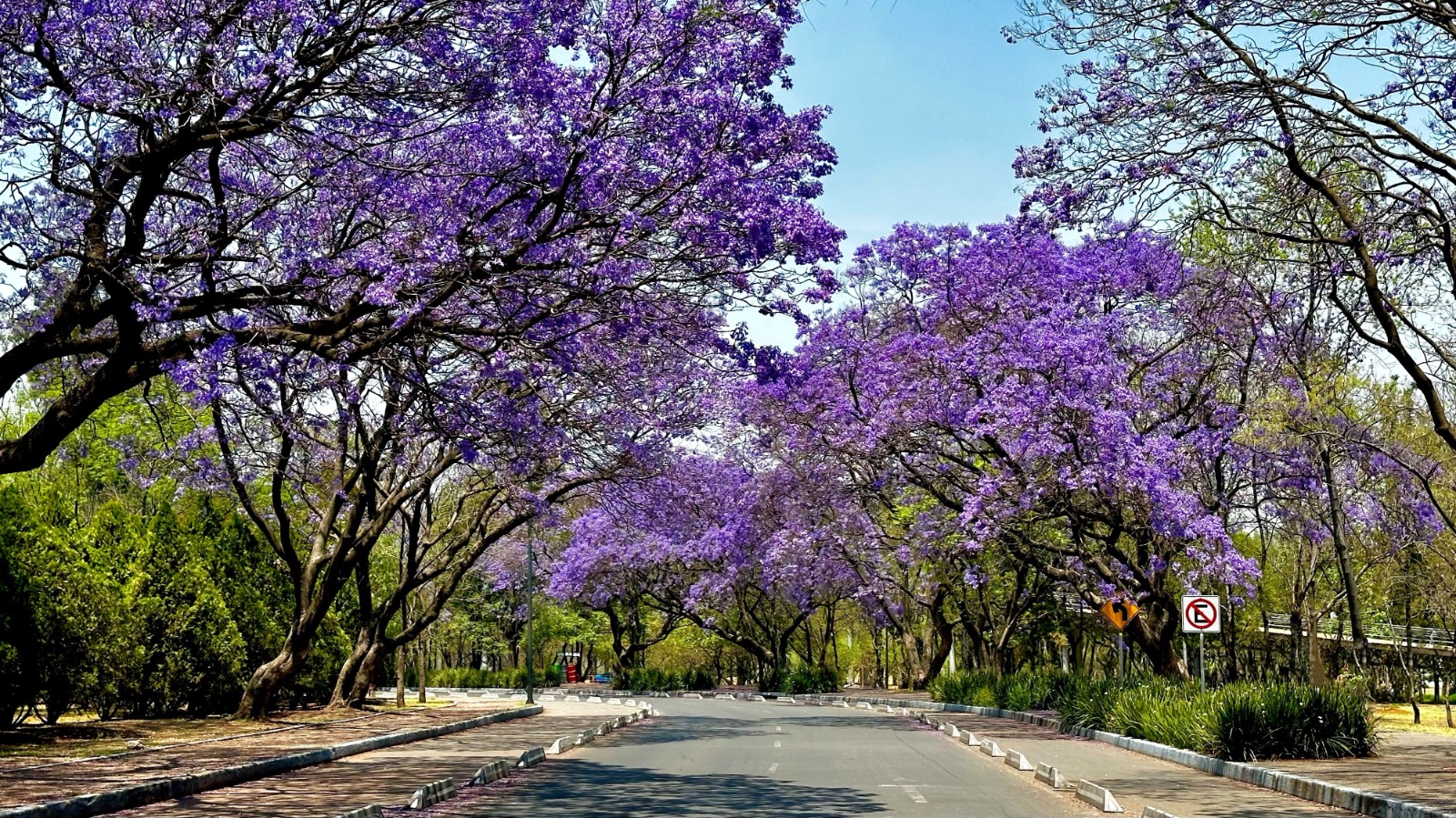 Purple Rain: Where to Admire the Jacaranda Blooming