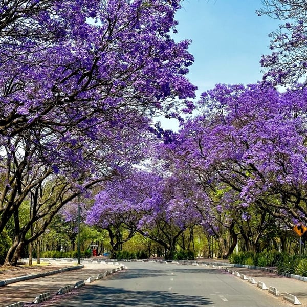 Lluvia Púrpura: Admirar la Floración de Jacarandas