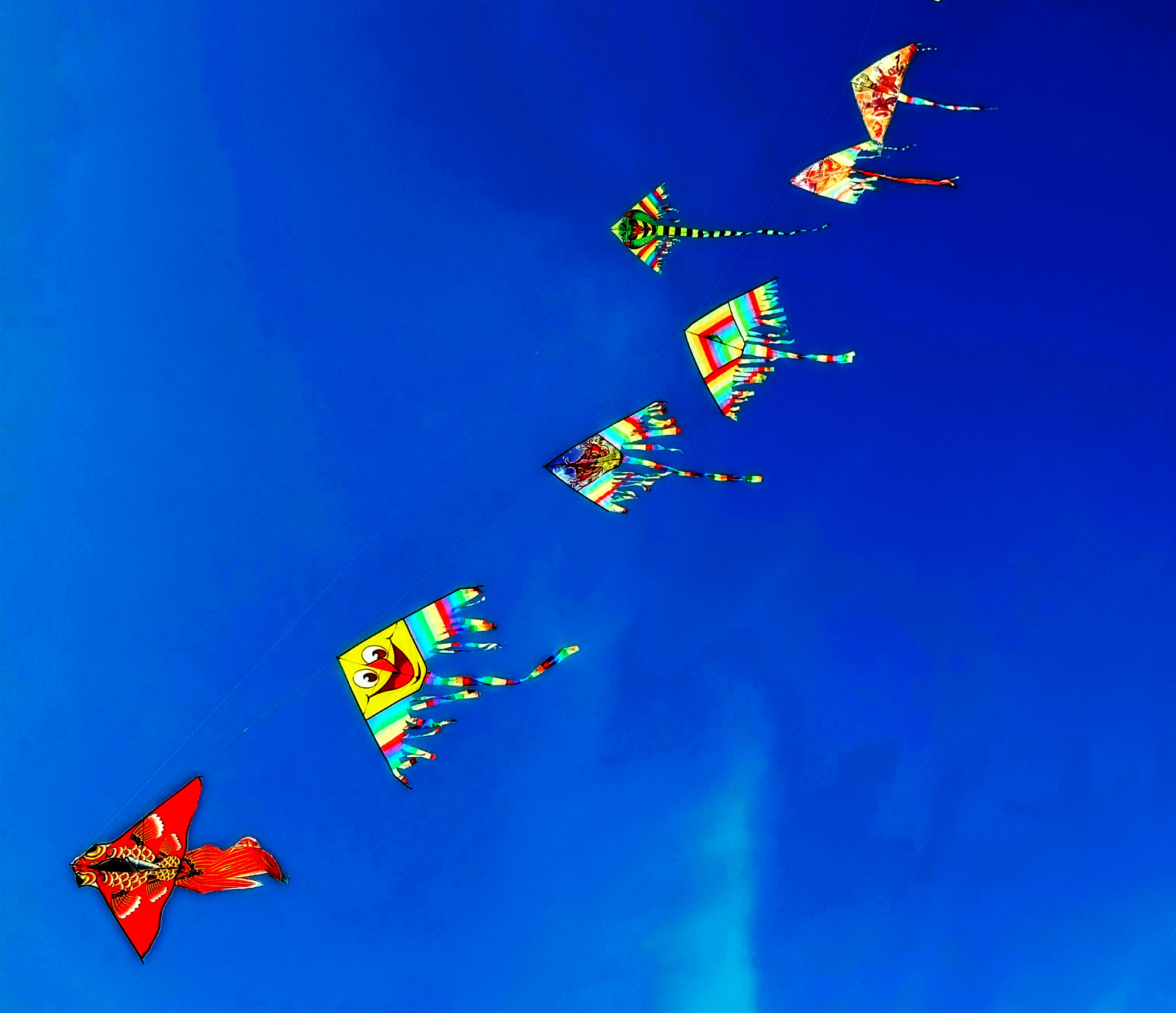 Kites over the Trapani coast