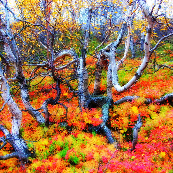 I colori d’autunno tra i fiordi scandinavi