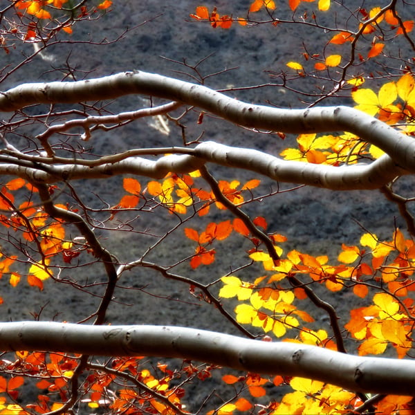 Autumn colors in Europe: five places you must visit