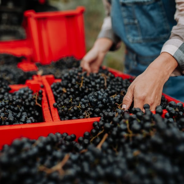 Die Weinlese in Frankreich: erleben Sie eine Legende