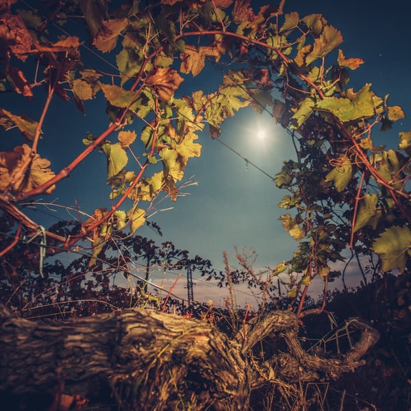 Night-time grape harvest: new traditions and tourist event