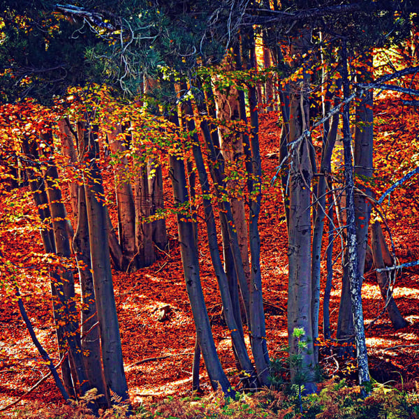 Autunno a Cipro: colori del “foliage” e antiche città