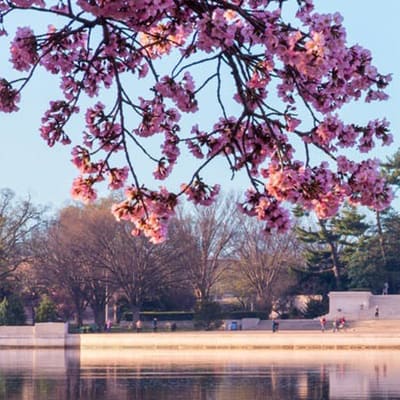 Washington Reagan National Airport Transfers (DCA)