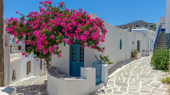 Traditional Cycladitic alley with a narrow street, whitewashed houses and a blooming bougainvillea in lefkes village, Paros island, Greece.
