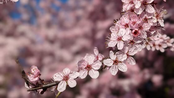 Itinerari dei ciliegi in fiore tra Giappone e Corea