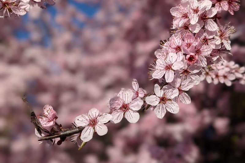 Itinerari dei ciliegi in fiore tra Giappone e Corea