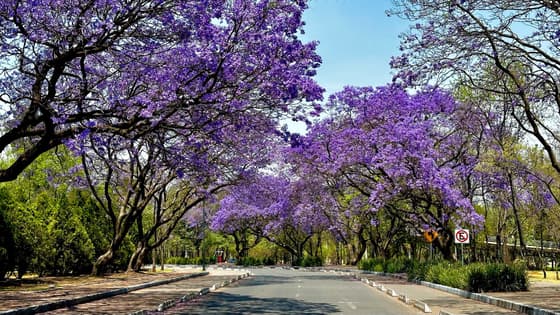 jacaranda
