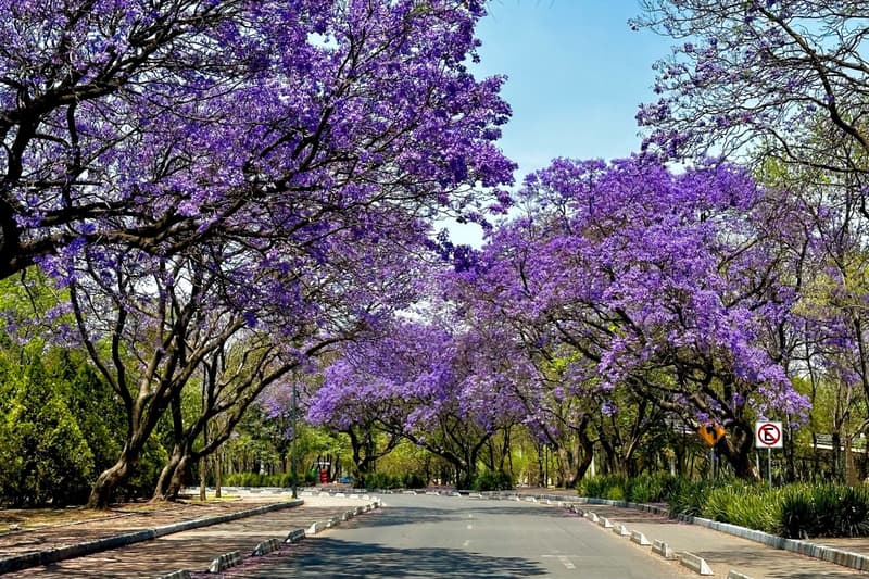 Pioggia viola: dove ammirare la Jacaranda in fiore