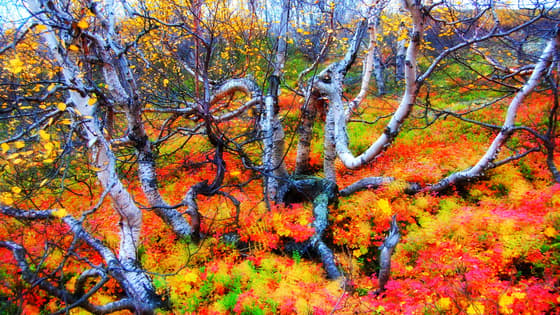 I colori d’autunno tra i fiordi scandinavi