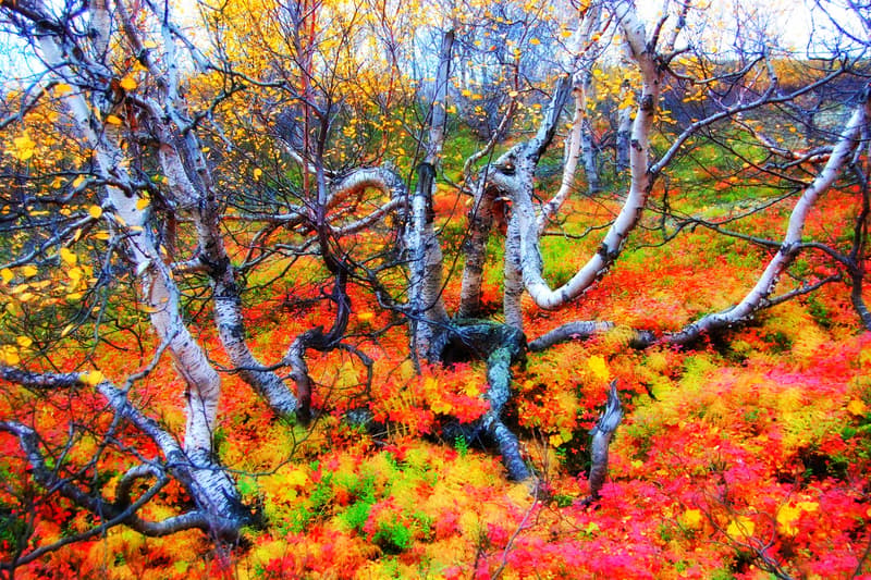 I colori d’autunno tra i fiordi scandinavi