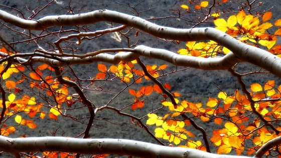Autumn colors in Europe: five places you must visit