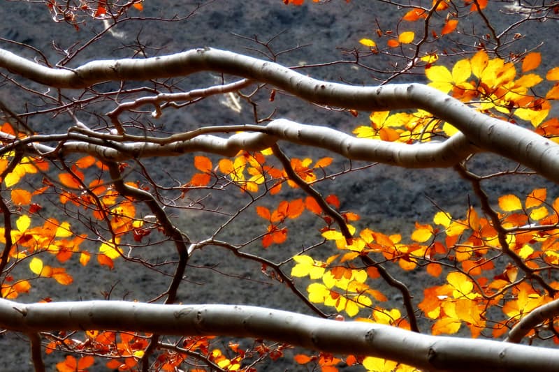 Foliage in Europa: ecco cinque posti da vedere