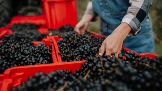 Die Weinlese in Frankreich: erleben Sie eine Legende