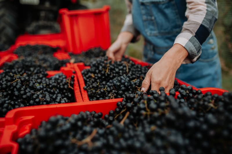 Die Weinlese in Frankreich: erleben Sie eine Legende