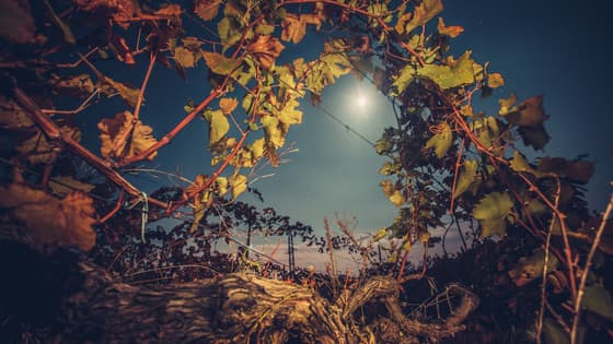 Night-time grape harvest: new traditions and tourist event