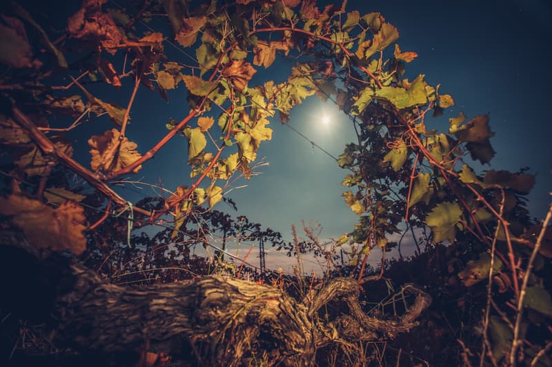 La vendimia nocturna: nuevas tradiciones y evento turístico