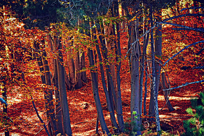 L’automne à Chypre: couleurs et vieilles villes